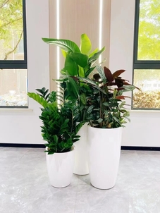 宁波江北植物租摆公司